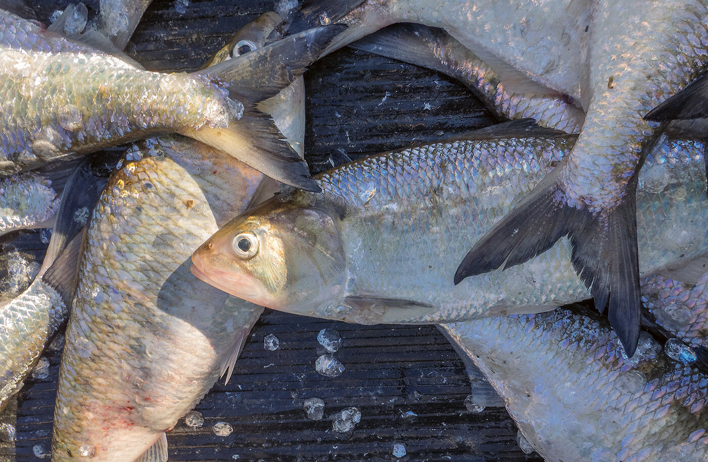 Shad close up